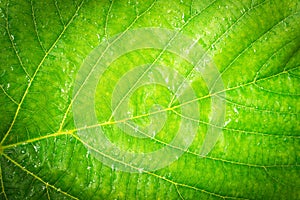 Green leaf with water drops for background