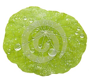 Green Leaf Water Drops Background