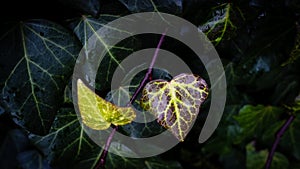 Green leaf with water drops for background. Close up of a water drops on leaves