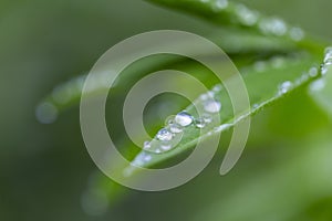 Green leaf with water drops for background. Green leaf with morning dew close up. grass and dew abstract background. Natural green