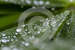 Green leaf with water drops for background. Green leaf with morning dew close up. grass and dew abstract background. Natural green