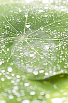 Green Leaf Water Drops Background