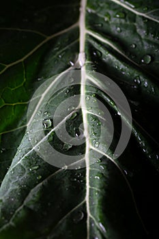 Green leaf with water drops for background. Water on a plant leaf