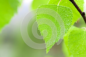 green leaf with water drops