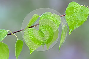 Green leaf with water drops