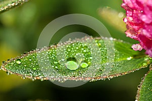 Green leaf with water drops close up a macro