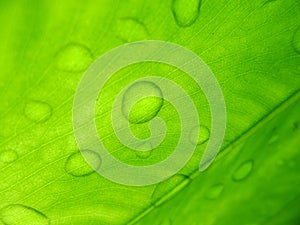 Green leaf with water drops