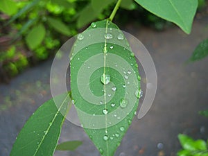 Green leaf with water drops dew