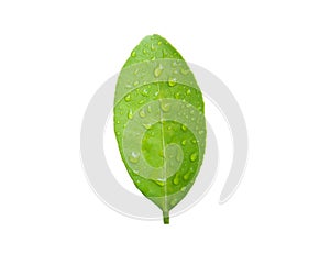 Green leaf with water drops isolated on white background. Clipping path