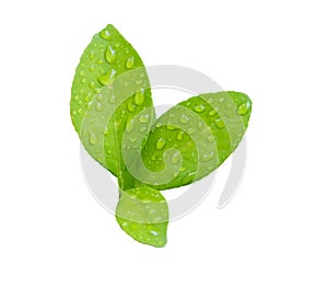 Green leaf with water drops isolated on white background. Clipping path