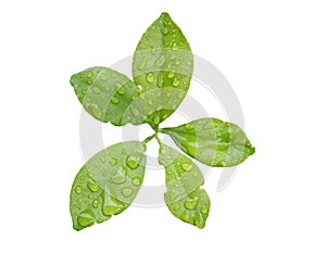 Green leaf with water drops isolated on white background with clipping path.