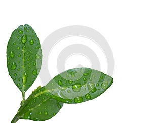Green leaf with water drops isolated on white background with clipping path.