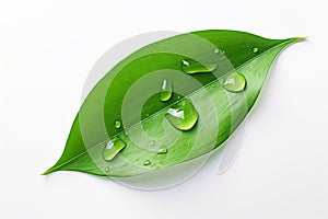 Green leaf with water drops isolated on white background. Clipping path