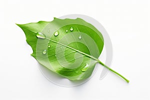 Green leaf with water drops isolated on white background. Clipping path