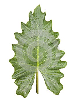 Green leaf with water drops isolated on white background. Morning dew, fresh spring foliage.