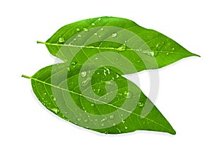Green leaf with water drops isolated on white background