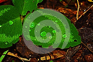 Green leaf with water drops macro nature background
