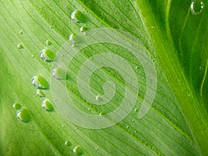 Green leaf with water drops. Nature background
