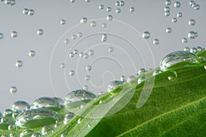 Green leaf with water drops. Nature background