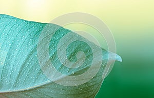 Green leaf with water drops. Nature background