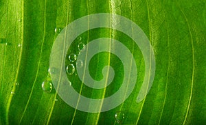 Green leaf with water drops. Nature background