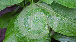 Green leaf with water drops nature background stock footage. A vivid green leaf in macro close up with water droplets