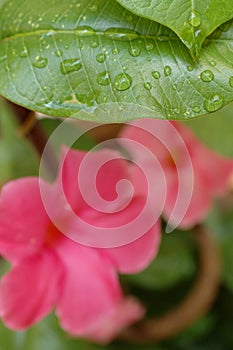 Green leaf with water drops with pink flower. Natural and organic nature scene.