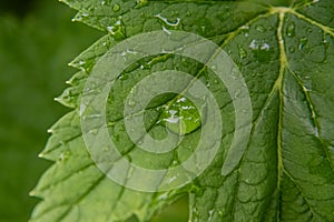 Green leaf with water drops on it after rain.