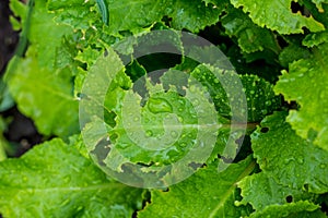 Green leaf with water drops after the rain for background