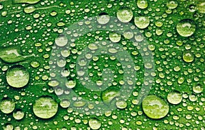 Green leaf with water drops after rain