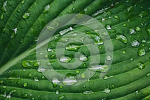 Green leaf in water drops after rain, macro