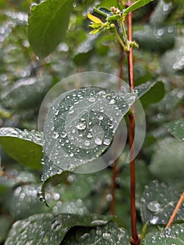 a green leaf with water drops from it's leaves