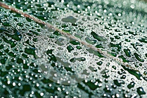 Green leaf in water drops, texture, macro photo