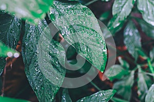 Green leaf with water drops on them,texture of droplets on green leaf after the rain.Dark green foliage of a healthy plant with se