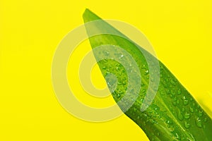 Green leaf with water drops on yellow background.