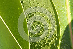 Green leaf - Waterdrops