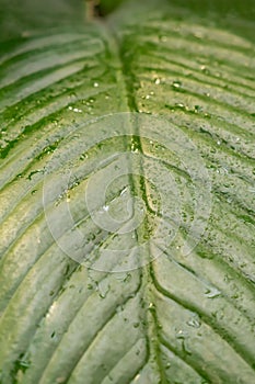 Green leaf with waterdrops background