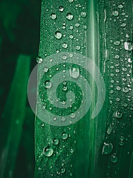 green leaf with waterdrops background