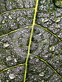 Green leaf with waterdrops close up;