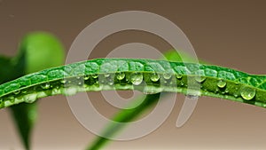 Green leaf with waterdrops