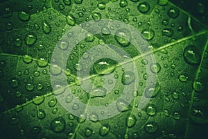 Green leaf with waterdrops after rain