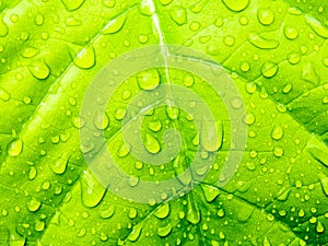 Green leaf with waterdrops