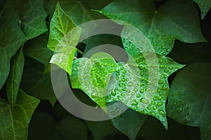 Green leaf with waterdrops