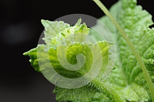 The green leaf of watermelon with the black background.