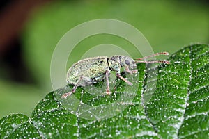 Green Leaf Weevil Phyllobius on raspberry leaf.