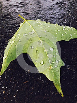 Green leaf on wet pavement with drops
