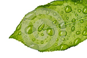 Green leaf wet with raindrops isolated on white background