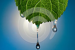 Green leaf on which drops of water flow.