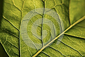 Green leaf whit vein, macro and closeup photography