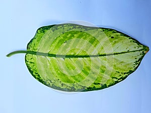Green leaf on a white backgro photo